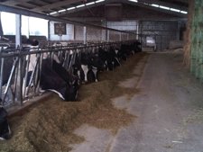 Granja de vacas
