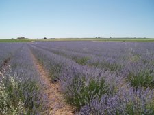 Nuevo Curso De Ruralcaja Sobre Plantas Aromáticas    
