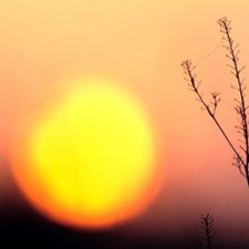 Sol