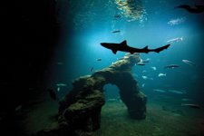 Tiburones en el Museo Marítimo