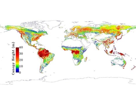 Bosques En La Tierra