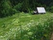 Risnjak
