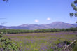 Guadarrama