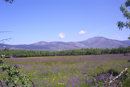 Guadarrama