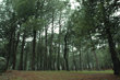 Guadarrama