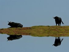 Toros