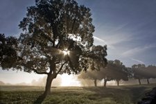 Una dehesa andaluza