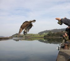 Águila Pescadora