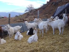Un rebaño de cabras.