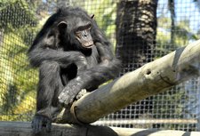 Homer, El Nuevo Chimpancé Del Zoobotánico De Jerez
