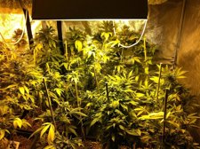 Plantas Marihuana
