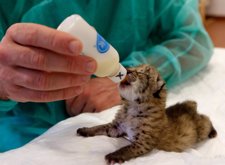 Un técnico alimenta a un cachorro de lince