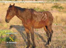 Uno De Los Caballos Intervenidos