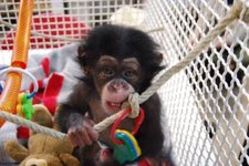 Juma, Una Cría De Chimpancé Del Zoo De Barcelona Adaptada Al Grupo