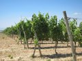 Foto: Excelente la calificación de la cosecha de 2011 en Ribera de Duero (EUROPA PRESS)