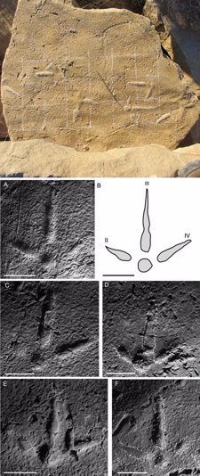 Huella Fósil De Dinosaurios