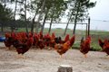 Foto: Sanchonar espera vender su pollo ecológico en Centroeuropa (SANCHONAR)