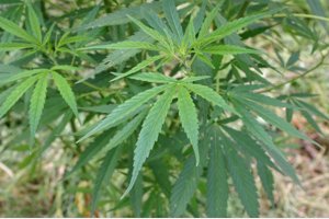 Fumar cannabis reduce algunos síntomas de la esclerosis múltiple