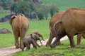 Foto: Nace en el parque de la Naturaleza de Cabárceno una nueva cría macho de elefante africano (GOBIERNO)