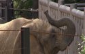 Bully llega al Zoo de Barcelona