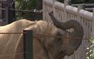 Bully llega al Zoo de Barcelona