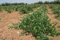 Foto: La UVA participa en un proyecto para optimizar la producción vinícola (EUROPA PRESS)