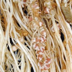 Foto: El empleo de inoculantes reduce el uso de fertilizantes químicos (ULE)