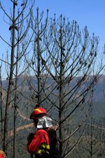 Alerten del risc d'incendi a les comarques de les Terres de l'Ebre