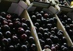 Agro.- Els Mossos patrullaran per les zones rurals del nord del Baix Llobregat per evitar robatoris