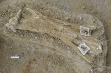 Fósil De Una Tibia De Mamut De 700.000 Años Hallada En Tarragona
