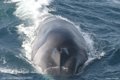 UN SENSOR DEL TAMANO DE UNA UVA AYUDA A DIGERIR A LAS BALLENAS