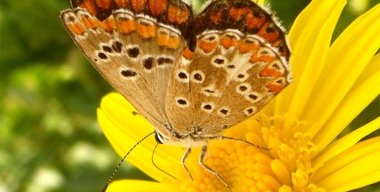 Foto: El cambio climático hace común a una mariposa en el Reino Unido (J. COELHO/WIKIMEDIA COMMONS)