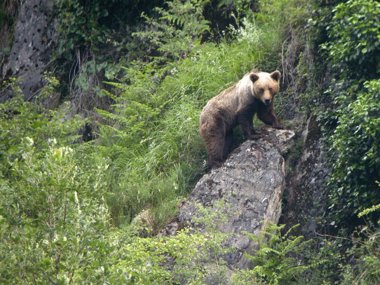 Foto: Picos de Europa acogerá un curso sobre la conservación del oso pardo (EUROPA PRESS/FUNDACIONOSOPARDO)
