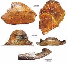 Restos Fósiles De Testudo Lunellensis