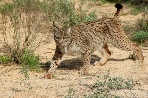 lince muerto