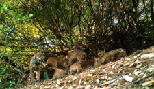 Una Imagen De Foto-Trampeo De 'Granadilla' Con Sus Cuatro Cachorros En Guarrizas