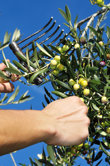 Aceitunas