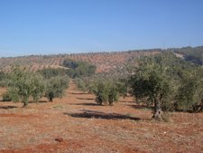 Campos De Olivos De Granada
