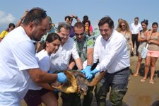 El Conseller J.M.Pelegrí Libera Una Tortuga En El Delta Del Ebro