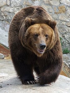 Oso Pardo