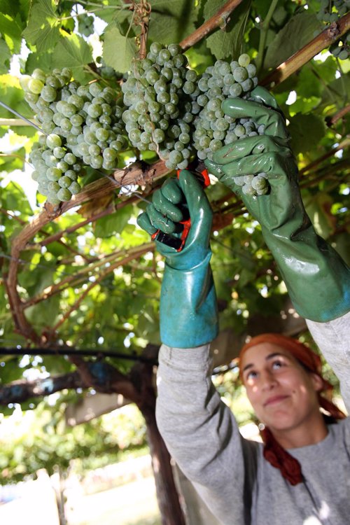 La vendimia dejará un 30% menos de uva, pero de calidad "excelente"