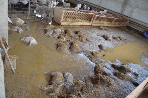 Animales muertos como consecuencia de las inundaciones en Puerto Lumbreras