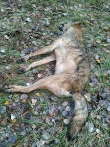 Lobo encontrado muerto en La Espina (Valladolid)