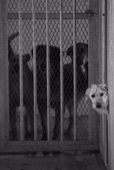 Perros Abandonados A La Espera De Adopción