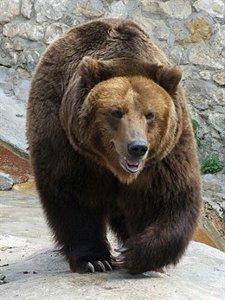 Oso Pardo