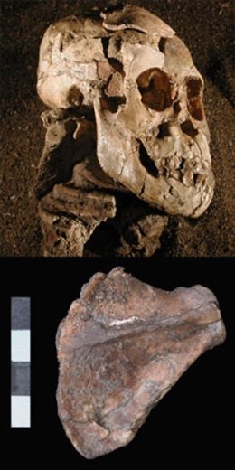 Lucy, ancestro de los homínidos,