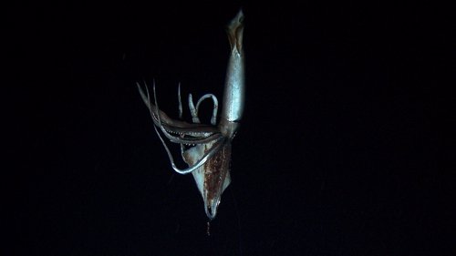 Kraken calamar gigante