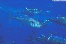 Bluefin TunaPacific Bluefin Tuna, Thunnus thynnus, 250-300 pounders schooling ne