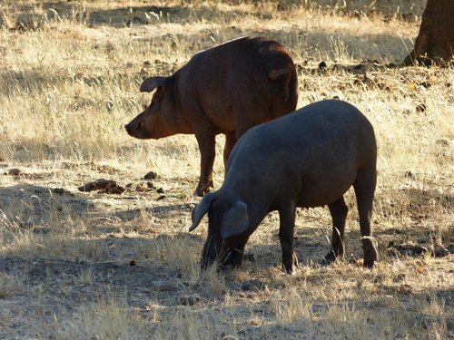 Cerdo ibérico, cerdos ibéricos