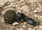 Los escarabajos peloteros usan la Vía Láctea para orientarse 